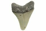 Serrated, Juvenile Megalodon Tooth - North Carolina #340966-1